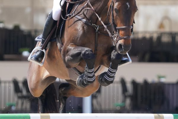 Hermelien vd Hooghoeve - Nayal Nasser