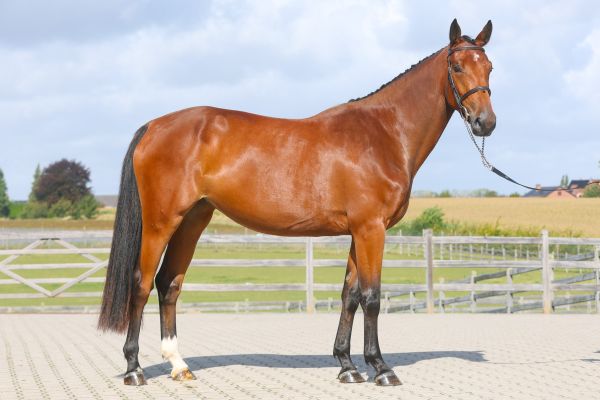 Constantine AE Z - 3