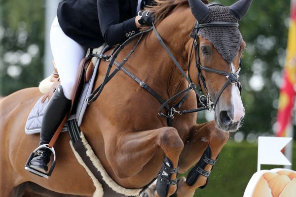 Sterrehof's Ushi - 3