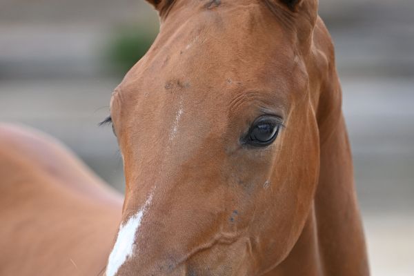 Edimbourg Peguignon Z