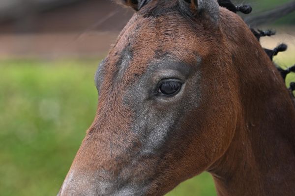Tarentino van Paebroek Z