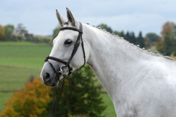 Joconde des Luthiers - 3