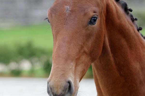 Condy de Finay Z - 3