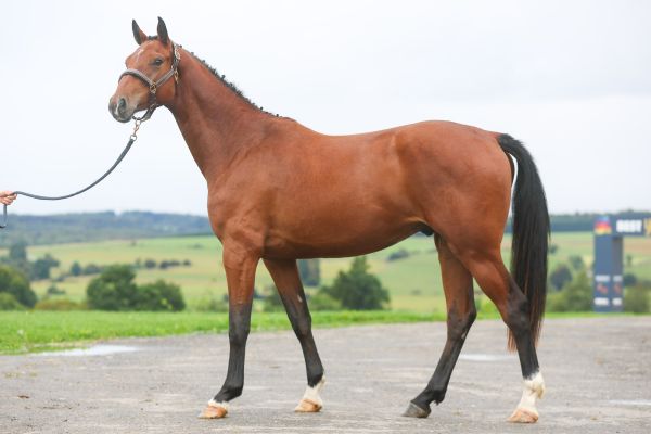 Quoeur de Brookline DS - 1