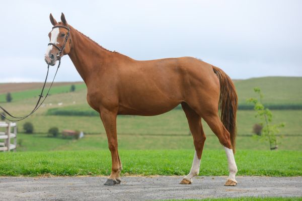 Alinix vd Kleijberg Z - 1