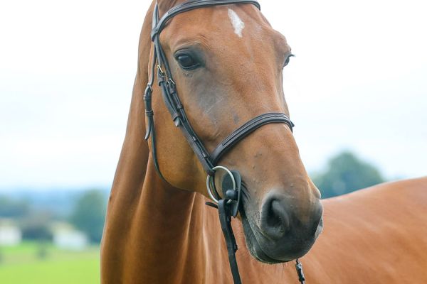 Chacellana Blue PS - 2