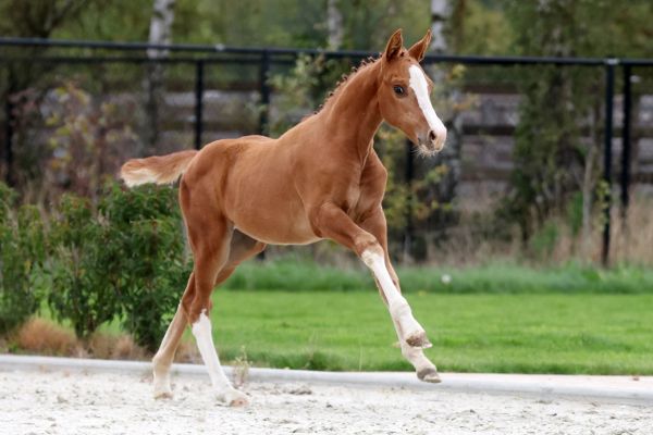 Estelle vd Rollebeek Z - 4
