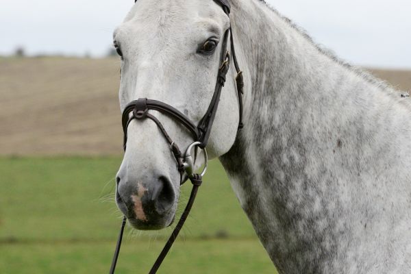 Stakkapleasure PS - 1