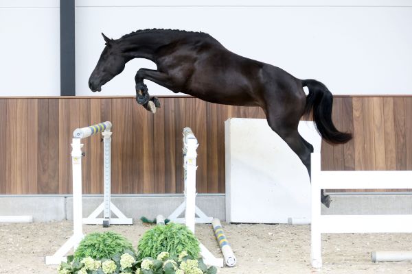 Valente van 't Prinsenveld Z - 2