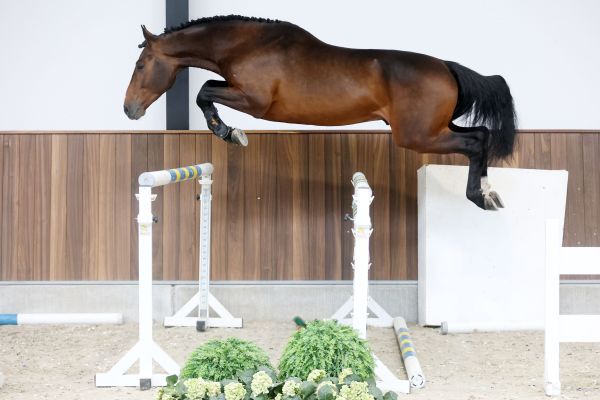 Skyline-P van Kattenheye Z - 2