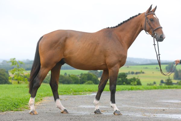 Pop Star HM du Menil - 3