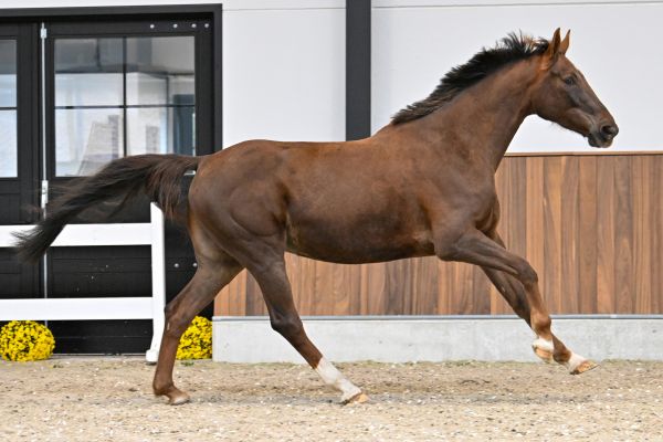 TUTTEBEL TK VD MOERHOEVE - 2