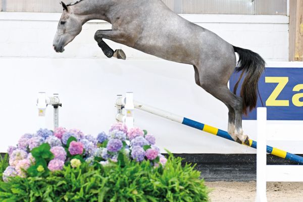 Coco Z (Caribis Z - Calvary Z)