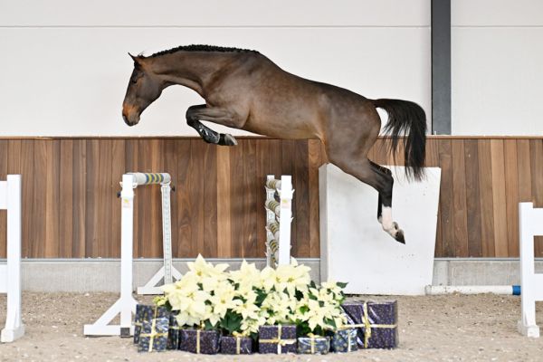 Clovis van de Meerdijk Z - 4