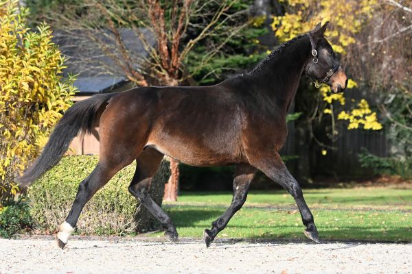 Ibiza de Beaufour - 1