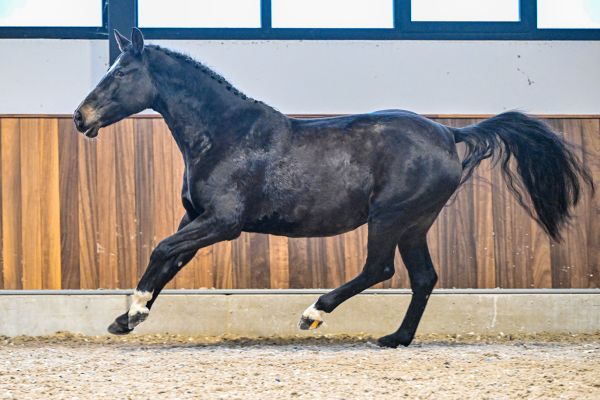 Quelque Chose van Dorperheide - 4