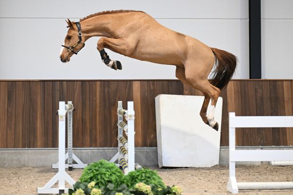 Chaplin vd Berghoeve Z - 2