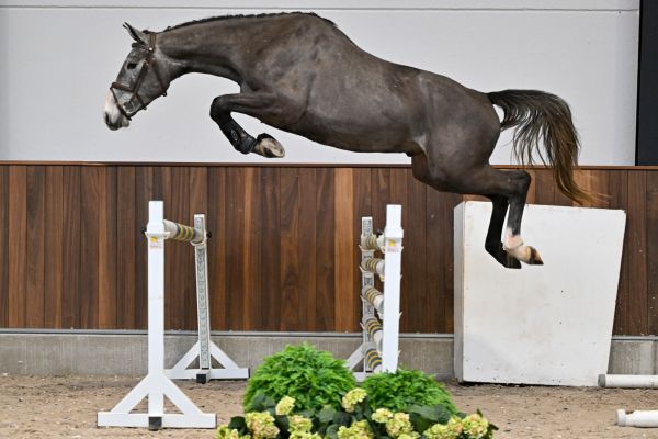 Cico van het Kraeyenboschhof Z - 5