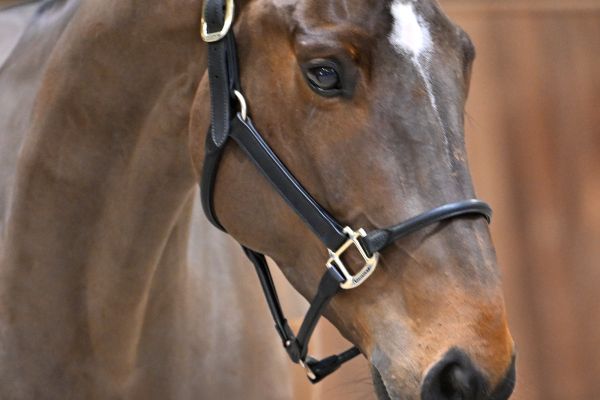 Sunshine van Spalbeek Z - 2