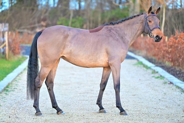 Caydine du Quesnoy Deresses Z