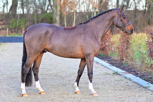 Quickly M du Caillou