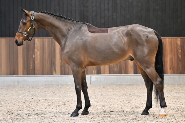 Canellou Axelhoeve Z