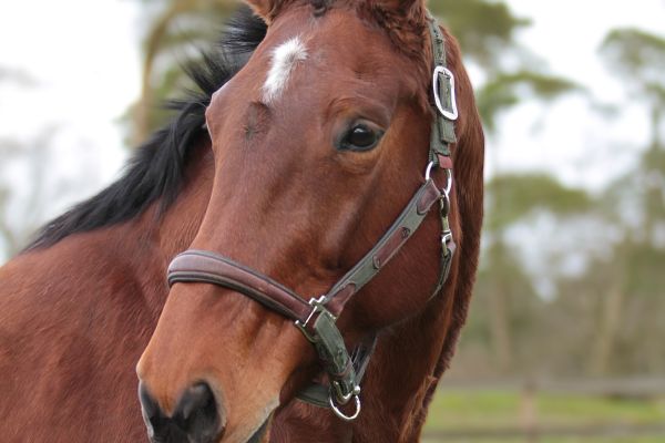 QUICK CALL ME DEMUZE Z 1