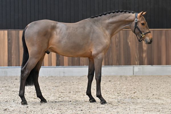 Condor Champ VR Z -3