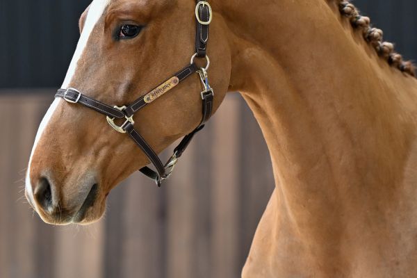 Epplejeck de Spalbec Z - 1