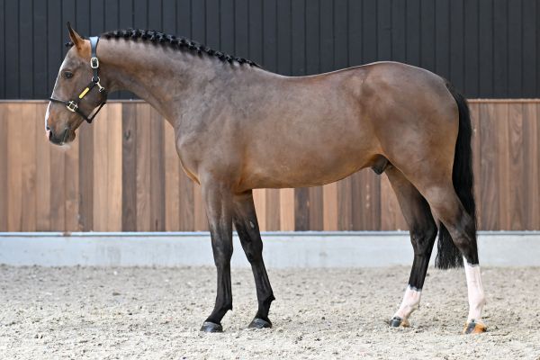 Equador van Koningshof Z - 3