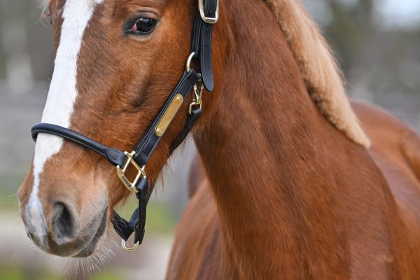 Enjoy vd Paepehoeve Z - 1