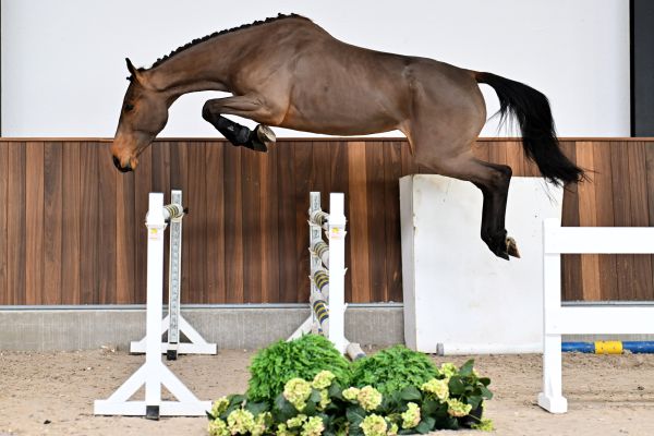 Eclaire vd Paepehoeve Z - 2