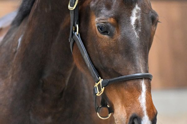 Tequila van het Reigersnest Z - 1