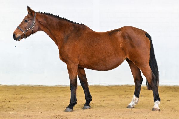 Gomina van de Donkhoeve