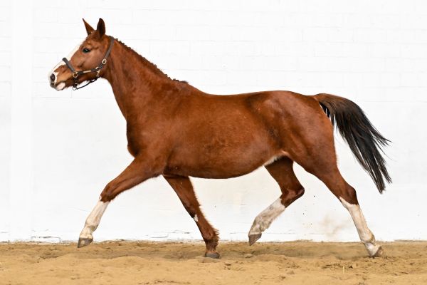 Olympia van de Donkhoeve - 2