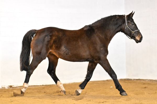 Nimf van de Donkhoeve - 2