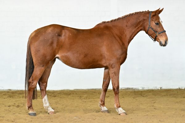 Goevernante van de Donkhoeve 2