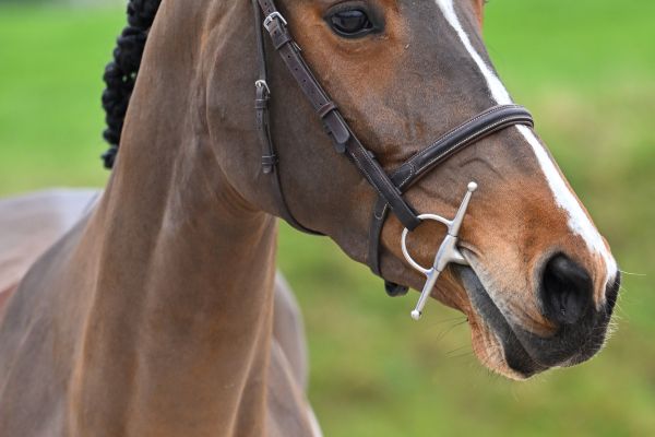 Baila d Elsendam Z 1