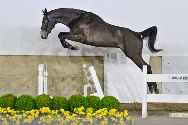 Querido du Rouet GP Z