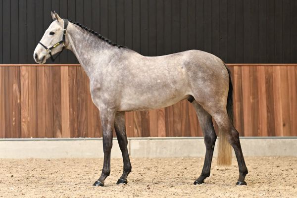 Clever vd Withoeve Z 3