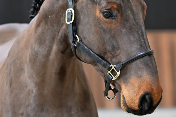 Rhytmus-K van Kattenheye Z 1