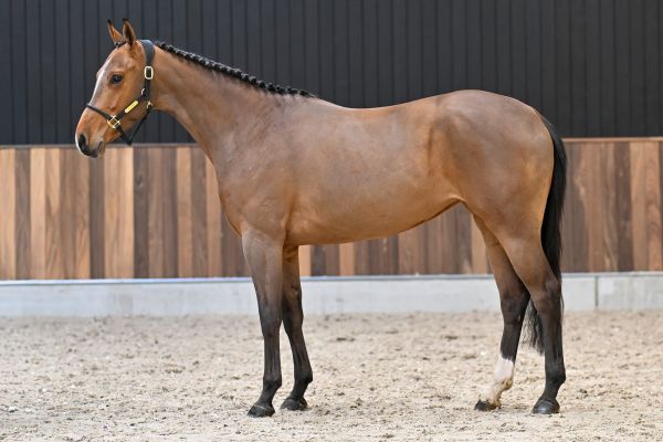 Cherry vd Withoeve Z 3