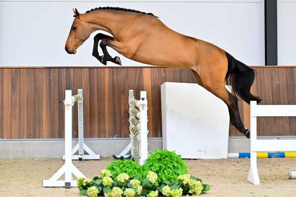 Winston S 2 (2)