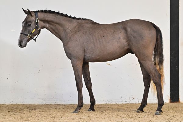 Cajun d&rsquo;archonfosse Z 3