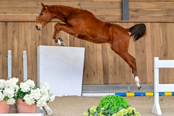 Bluesky de Quidray Z 2