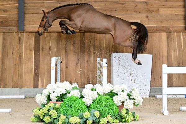 Rosie du Pont-Rihen 2