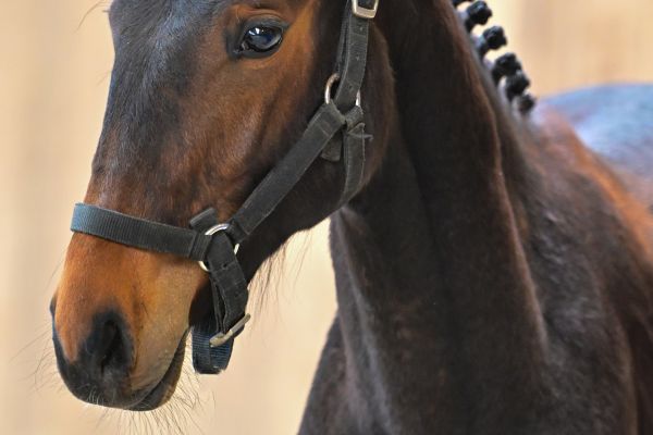 Tokyo GL de Moranfayt 1