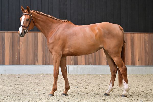 Enigma de la Marchette Z 3