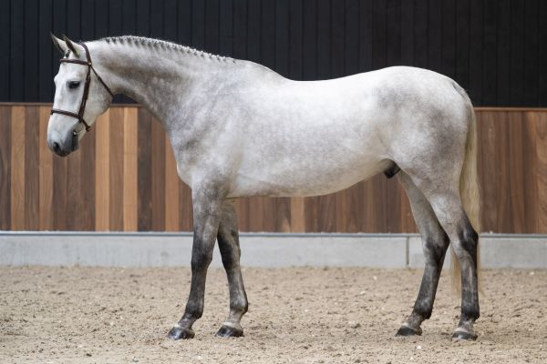 Cairo K van Kattenheye Z 3