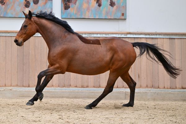 Caleche vd Berghoeve Z 5